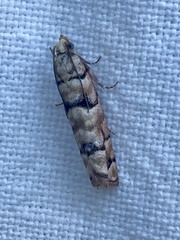 Blastesthia tessulatana