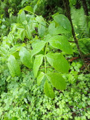 Fraxinus nigra image