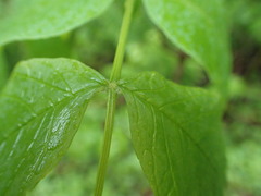 Fraxinus nigra image