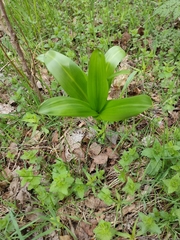 Colchicum speciosum