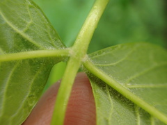 Fraxinus nigra image