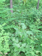 Actaea heracleifolia