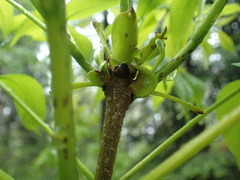 Fraxinus nigra image