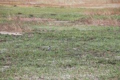 Motacilla alba ocularis
