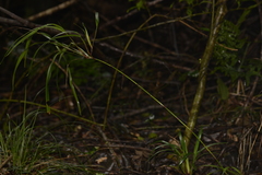 Dianella caerulea assera