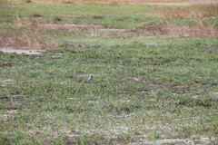 Motacilla alba ocularis