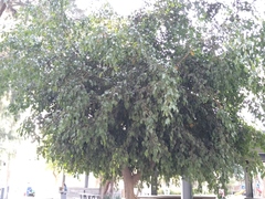 Ficus