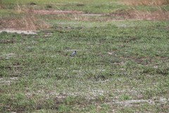 Motacilla alba ocularis