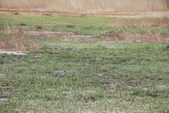 Motacilla alba ocularis