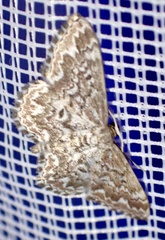 Scopula inscriptata