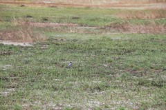 Motacilla alba ocularis