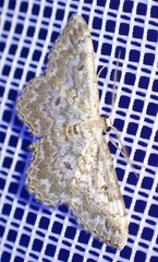 Scopula inscriptata