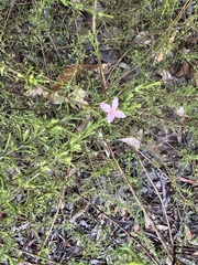 Cyanothamnus anemonifolius