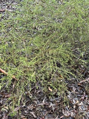 Cyanothamnus anemonifolius