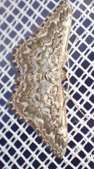 Scopula inscriptata