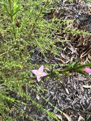 Cyanothamnus anemonifolius