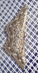 Scopula inscriptata
