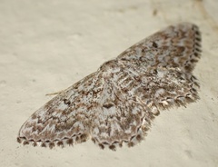Scopula inscriptata