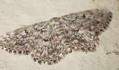 Scopula inscriptata