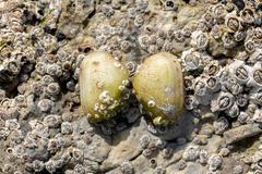 Striarca lactea