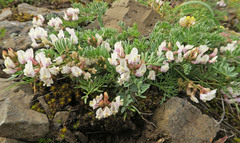 Astragalus whitneyi sonneanus