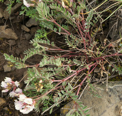 Astragalus whitneyi sonneanus