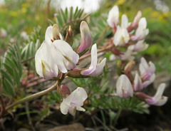 Astragalus whitneyi sonneanus