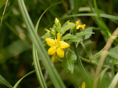 Lysimachia grammica