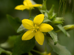 Lysimachia grammica