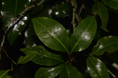 Rhysotoechia bifoliolata