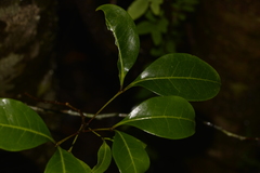 Rhysotoechia bifoliolata