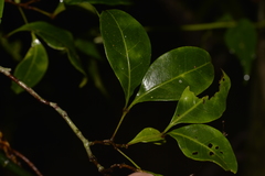 Rhysotoechia bifoliolata