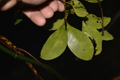 Rhysotoechia bifoliolata