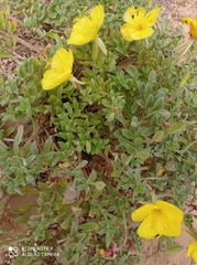 Oenothera drummondii