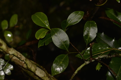 Rhysotoechia bifoliolata