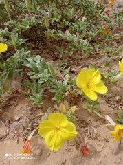 Oenothera drummondii