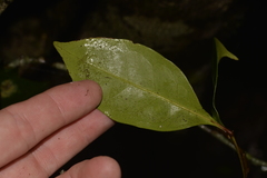 Rhysotoechia bifoliolata