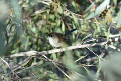 Malurus cyaneus cyanochlamys