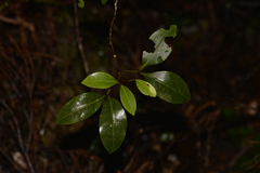 Rhysotoechia bifoliolata