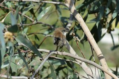 Malurus cyaneus cyanochlamys