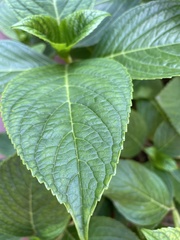 Magnoliopsida