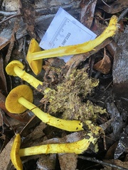 Cortinarius canarius