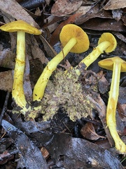 Cortinarius canarius