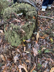 Cortinarius canarius