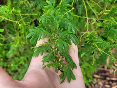 Acacia pubescens
