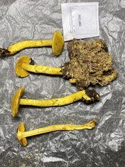 Cortinarius canarius