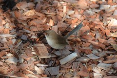 Malurus cyaneus cyanochlamys