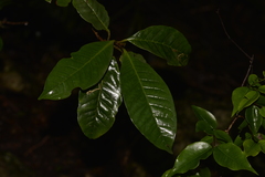 Quintinia verdonii