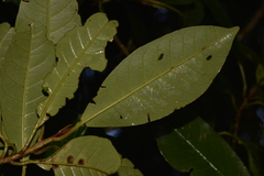 Quintinia verdonii