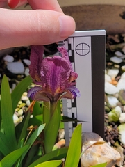 Iris suaveolens